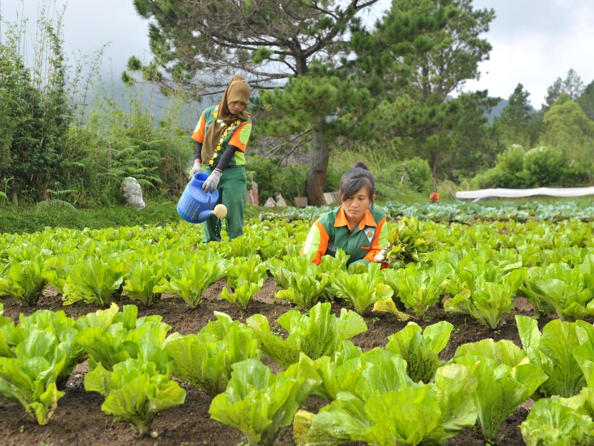 Taman Simalem Resort Tongging Екстериор снимка